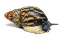 Archachatina papyracea adelinae Cameroon adult